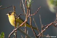 Bruant         mélanocéphale mâle (Emberiza melanocephala)