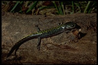 : Ambystoma macrodactylum sigillatum; Southern Long-toed Salamander