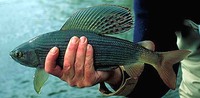 Mongolian Grayling Thymallus brevirostris