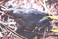 : Bufo granulosus