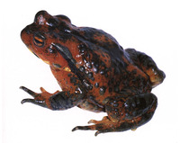 : Bufo torrenticola; Japanese Stream Toad