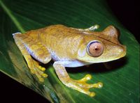 : Hypsiboas geographicus; Map Treefrog