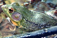 : Rana clamitans; Green Frog