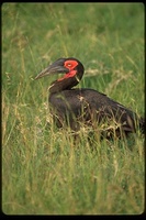 : Bucorvus leadbeateri; Southern Ground Hornbill