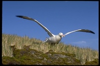 : Diomedea exulans; Wandering Albatross