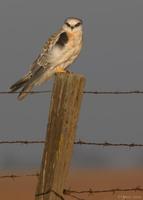 : Elanus leucurus; White-tailed Kite (immature)