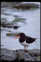 : Haematopus leucopodus; Magellanic Oystercatcher