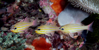 : Apogon cyanosoma; Yellow-striped Cardinalfish