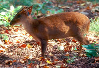 : Muntiacus reevesi; Reeves' Muntjac