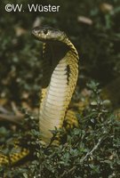 : Naja sumatrana; Equatorial Spitting Cobra