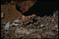 : Phrynosoma coronatum frontale; Horned Lizard