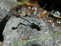 : Octogomphus specularis; Grappletail