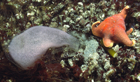 : Arenicola brasiliensis, egg case; Lugworm;