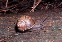 : Cornu aspersum; Brown Gardensnail