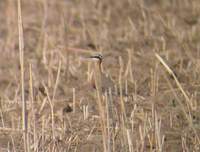 Indian Courser (Cursorius coromandelicus) 2005. január 6. Sonkhaliya Closed Area