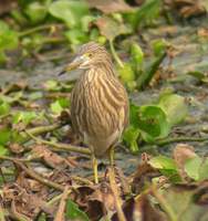 Indian Pond Heron (Ardeola grayii) 2005. január 17. Delhi, Okhla