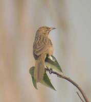 Striated Babbler (Turdoides earlei) 2005. január 17. Delhi, Okhla Island