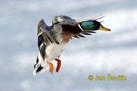 Photo of kachna divoká, Anas platyrhynchos, Mallard, Stockente