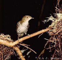 Golden Bowerbird Prionodura newtoniana, Julatten, Queensland, Australia - 1984 © Hans&Judy Beste