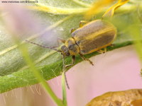 Galerucella lineola