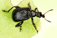 Deporaus betulae