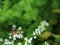 Nemophora degeerella