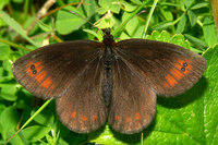 Erebia pronoe - Water Ringlet