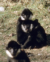 Northern white-cheeked gibbon (Nomascus leucogenys)