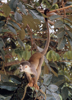 Common squirrel monkey (Saimiri sciureus)