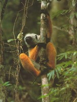 photograph of a diademed sifaka : Propithecus diadema