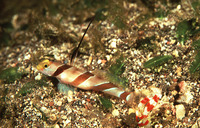 Stonogobiops nematodes, Filament-finned prawn-goby: aquarium