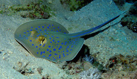 Taeniura lymma, Bluespotted ribbontail ray: fisheries, gamefish, aquarium