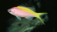 Pseudanthias evansi, Yellowback anthias: aquarium
