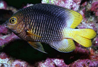 Stegastes redemptus, Clarion major: