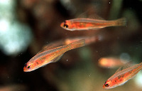 Trimma taylori, Yellow cave goby: