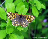Hamearis lucina - Duke of Burgundy