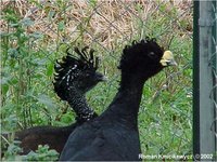 Great Curassow, Crax rubra