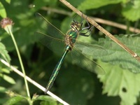 Somatochlora metallica - Brilliant Emerald