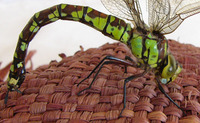 Aeshna cyanea - Southern Hawker Dragonfly