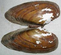 Unio tumidus