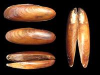 Lithophaga lithophaga - European date mussel