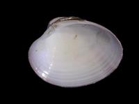 Callista chione
