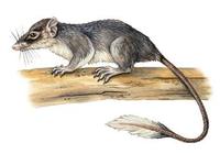 Image of: Ptilocercus lowii (pen-tailed tree shrew)