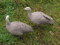 Cereopsis novaehollandiae - Cape Barren Goose