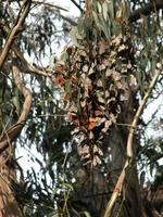 Image of: Danaus plexippus (monarch butterfly)