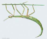 Image of: Eurycnema osiris