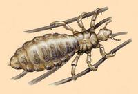 Image of: Pediculus humanus (human lice)