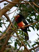 Lybius dubius - Bearded Barbet