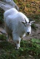 Oreamnos americanus - Rocky Mountain Goat