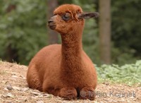 Lama guanicoe f. pacos - Alpaca